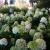 Limelight Hydrangea at market